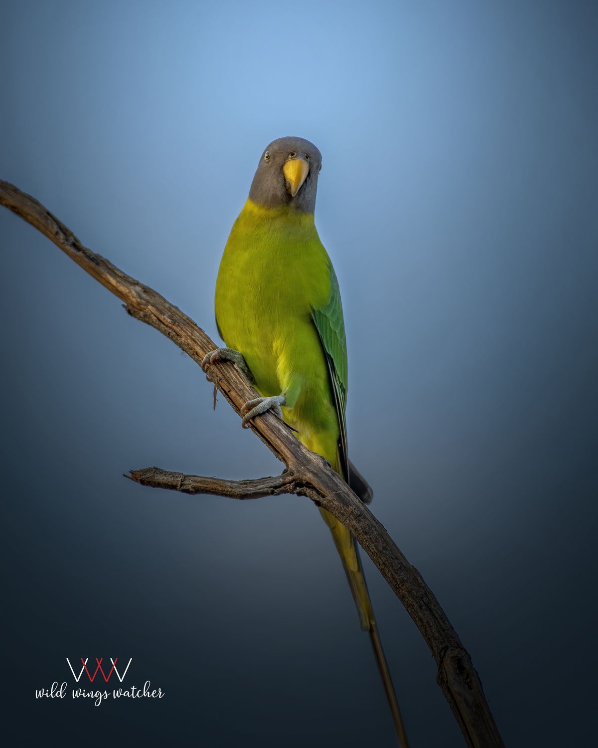 Plum headed parakeet female perch 001